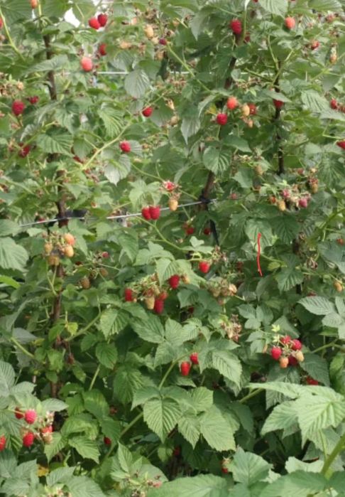 Продам дачу в саду "Клён"