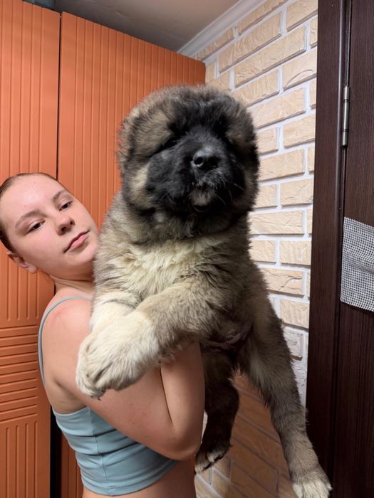 Щенки кавказкой овчарки