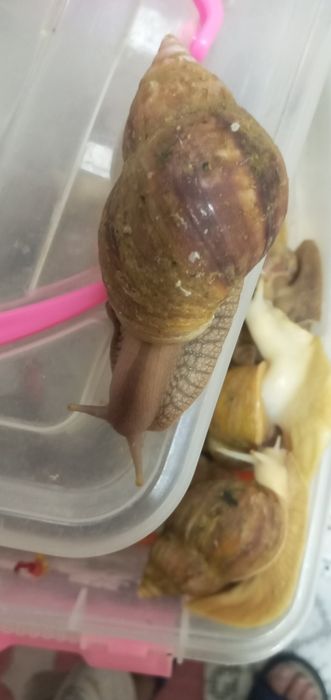 Улитка сотилади 8,9см см