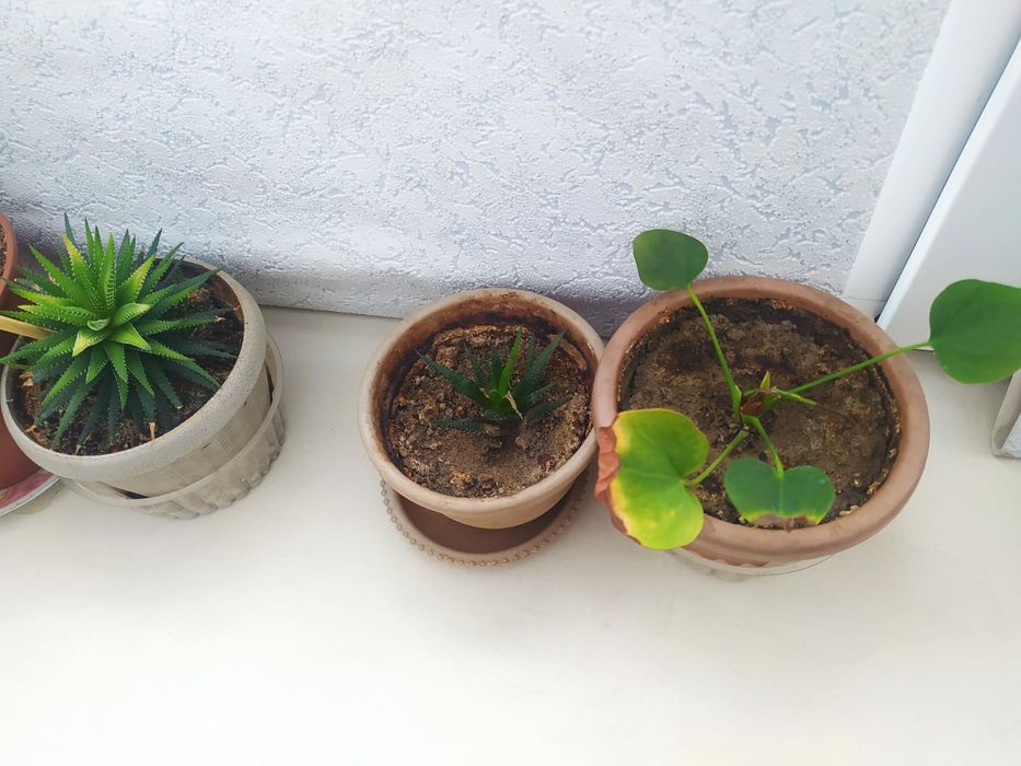 Комнатные цветы продам