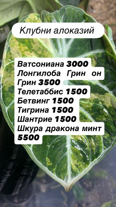 Клубни алоказий разные