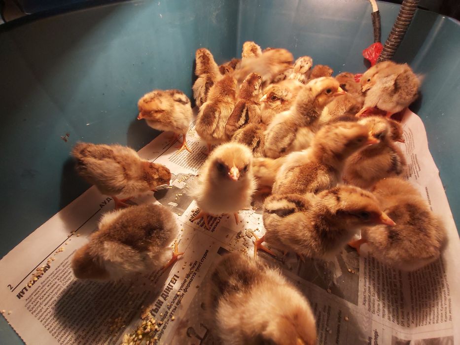 Продам домашних цыплят