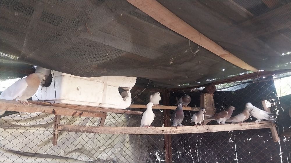 Здраствуйте,голубей продаётся оптом,15 штука,