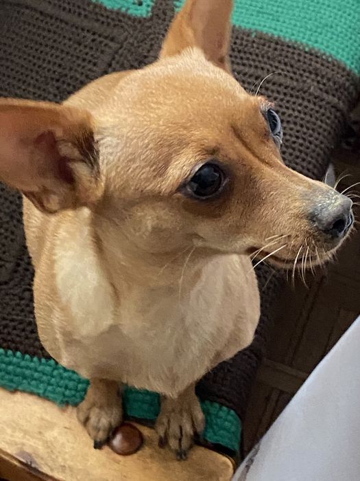 Вязка девочка Карликовый пинчер