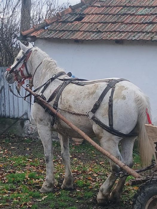 Se vinde iapa de 7-8ani