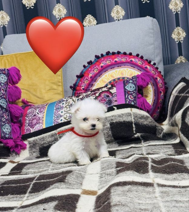 Bichon malteze miny toy