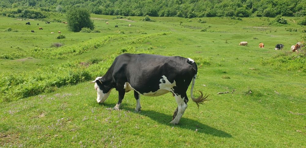 Vaca de vanzare !