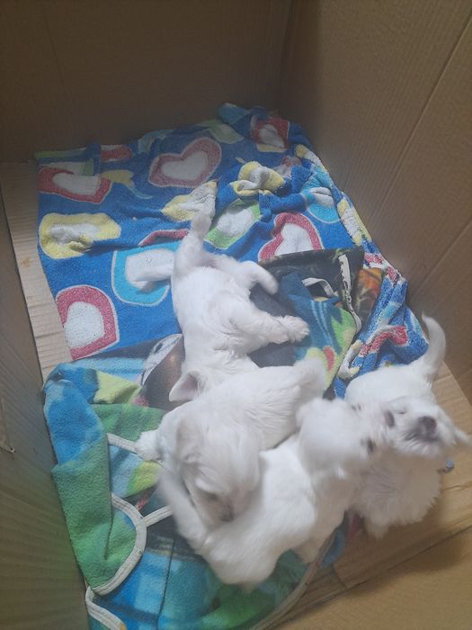 3 fetite și un băiețel drăgălaș și jucausi