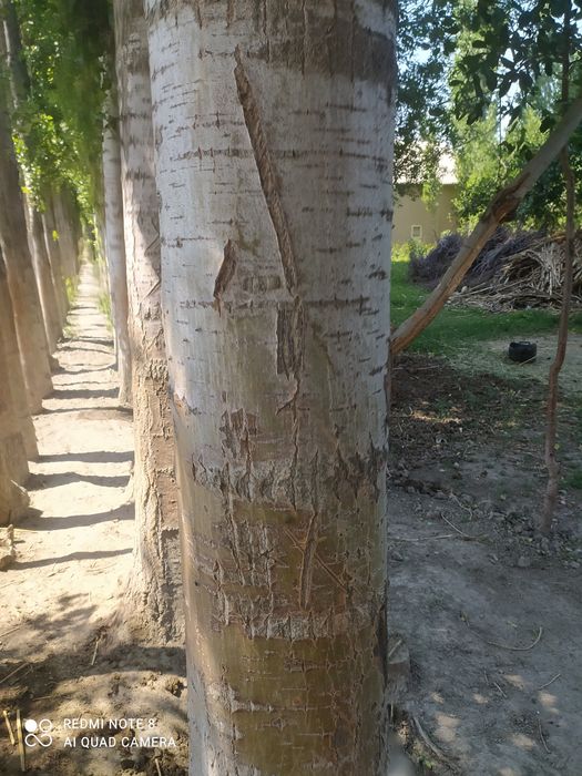 Terak sotiladi 100 tup donasi 700000 dan