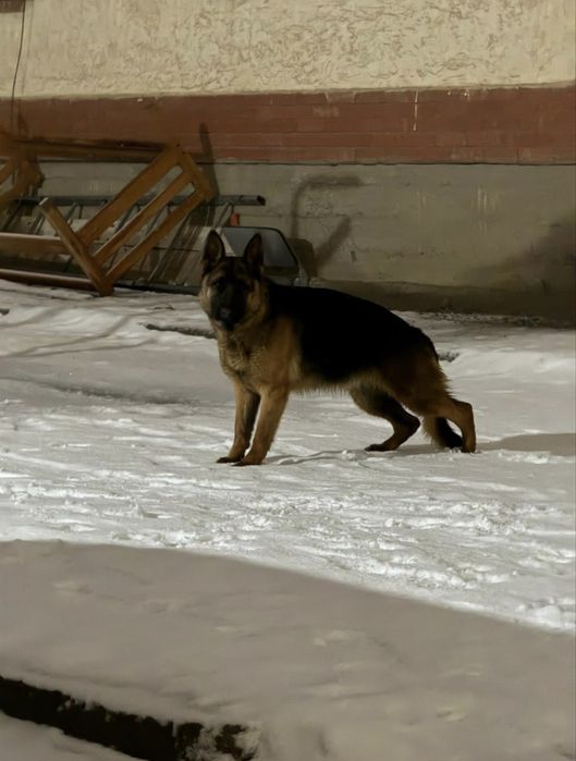 Продаеться ченок немецкая овчарки