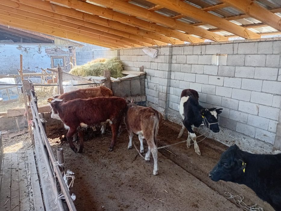 Ургашы бузалар сатылады