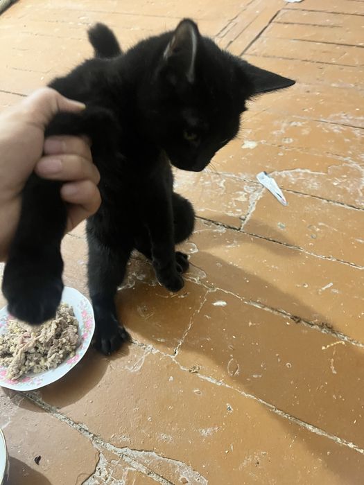 Chiroyli aqlli 5 oylik qiz bola mushuklar hadyaga beriladi