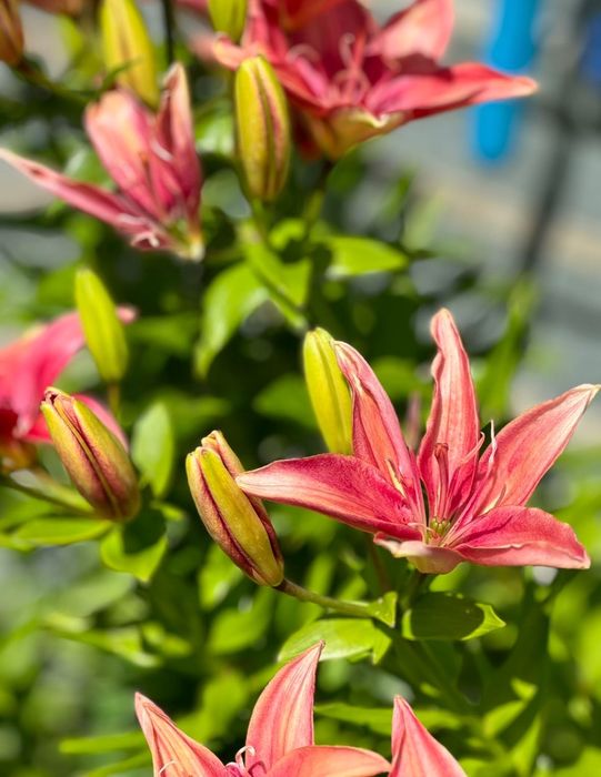 Продам цветы многолетние