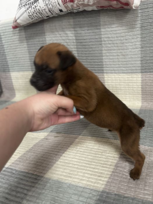 Щенки немецкого боксера