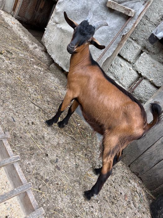 Iezi alpini francezi