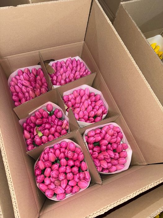 Премиальные Тюльпаны Астана