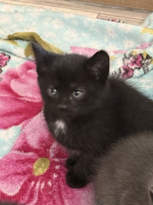 Отдам котят, мальчик и девочка