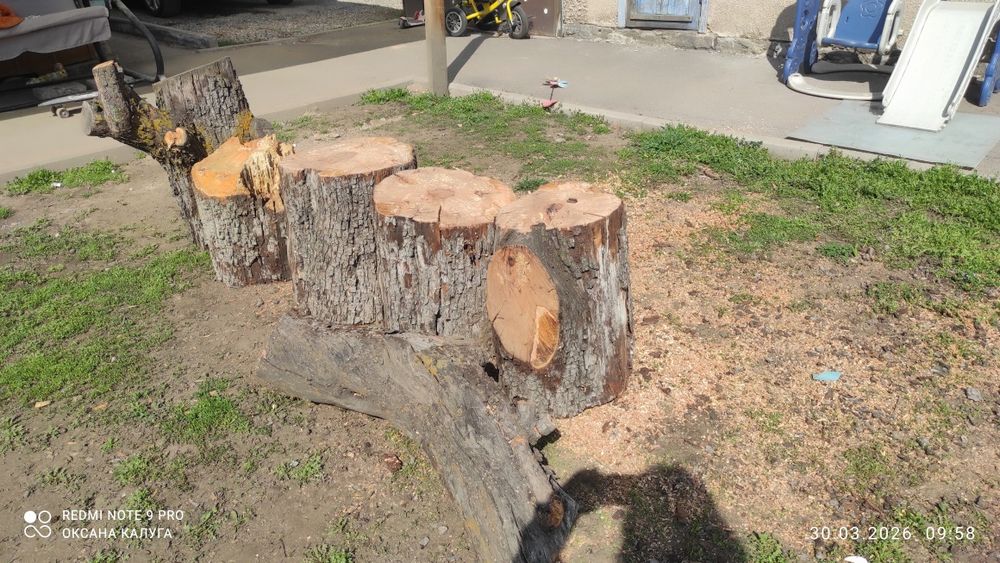 Отдам дрова (груша)