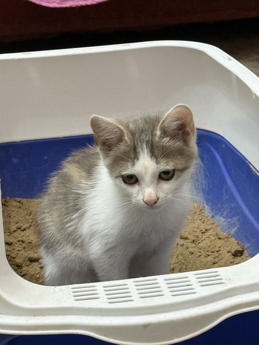 Кошка, отдам в хорошие руки