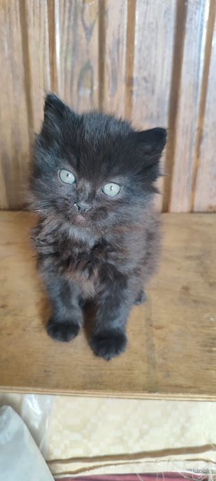 отдам котят в хорошие руки