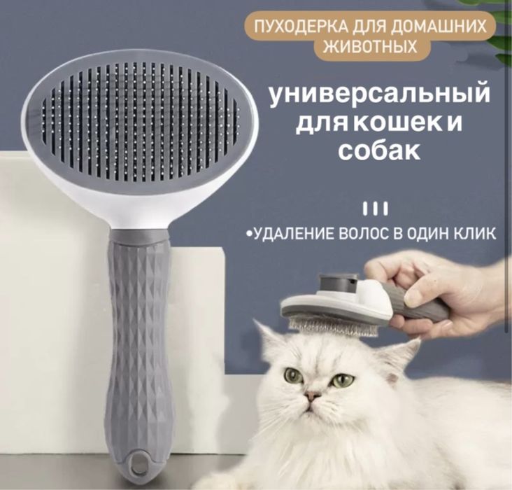 Шотланский выслаухий