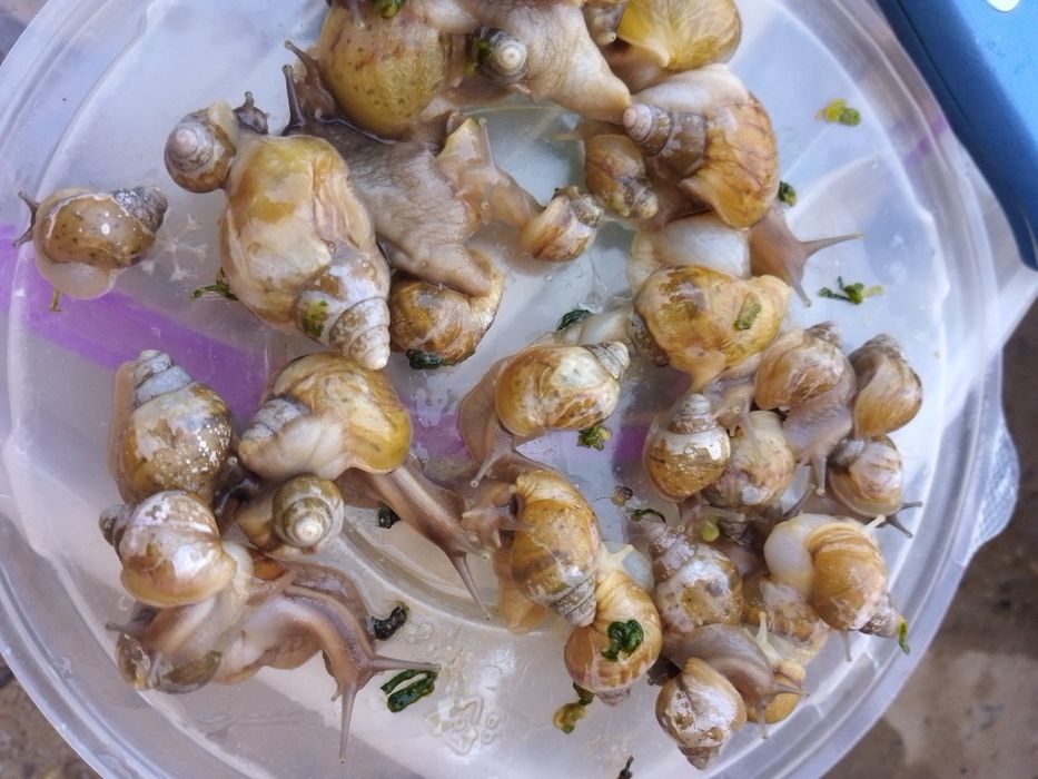 Davolovchi ulitkalar sotiladi