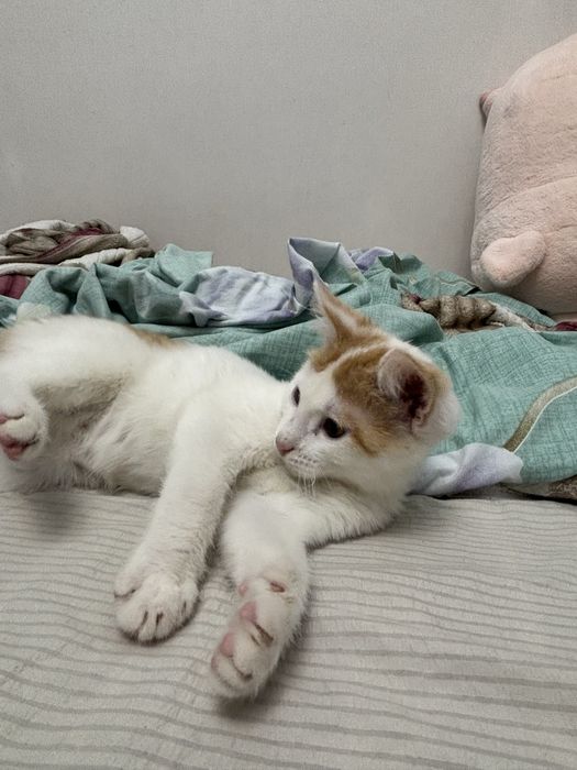 Ласковый котенок