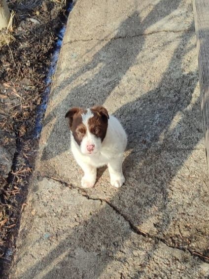 Щенок (девочка) в добрые руки