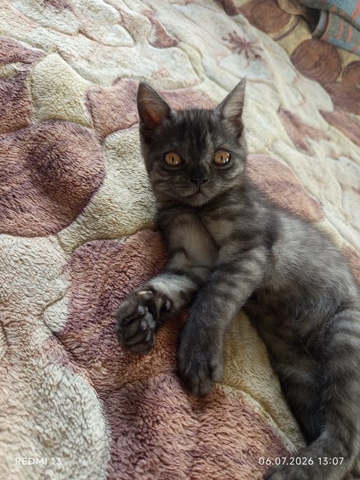 Отдаю котят в добрые руки