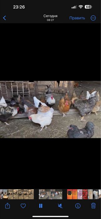 Продам инкубационные яйца