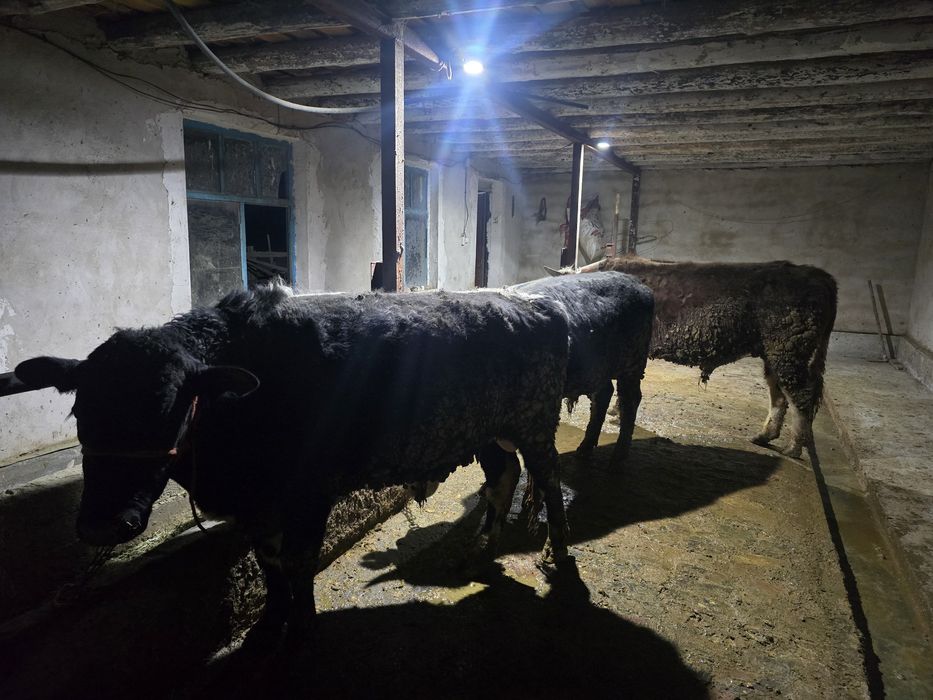 Бордақы бұқалар сатылады