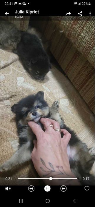 Померани пухови сладури