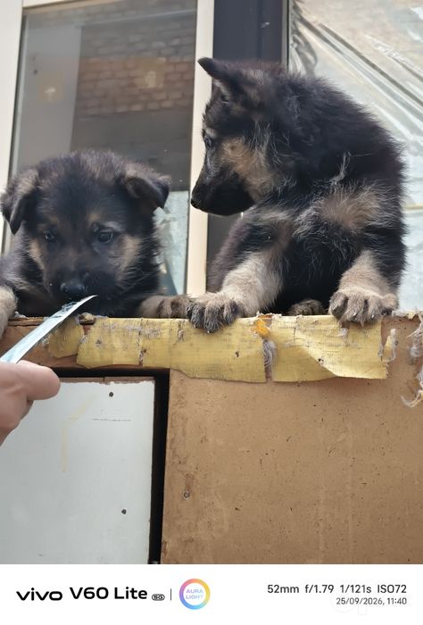 Toza qonlik Afcharka kuchuklari sotiladi