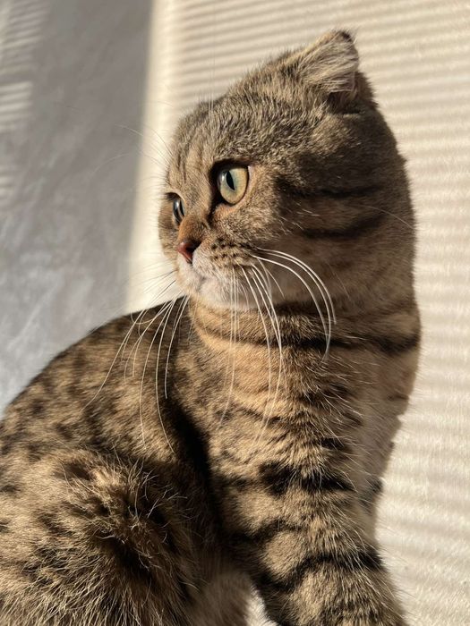 Тикирано Таби момче