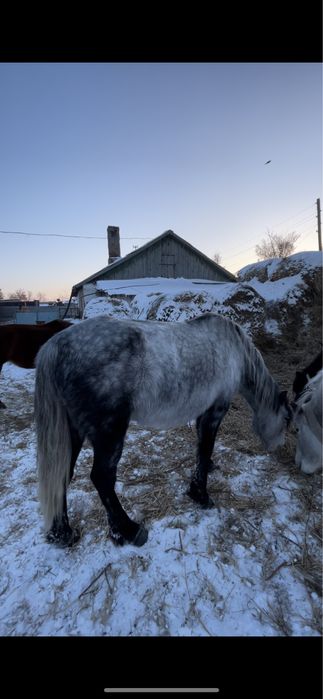 Жас бие сатылады