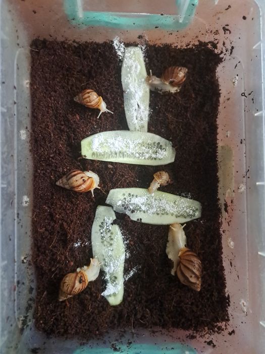 Улитка тоза сотилади