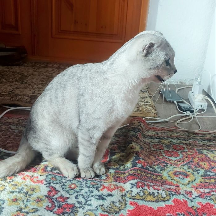 Шотландская вислоухая кот