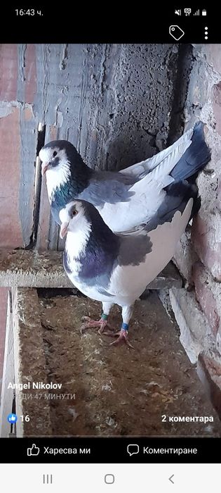 Пазарджишки високолетачи със добри.постежения.