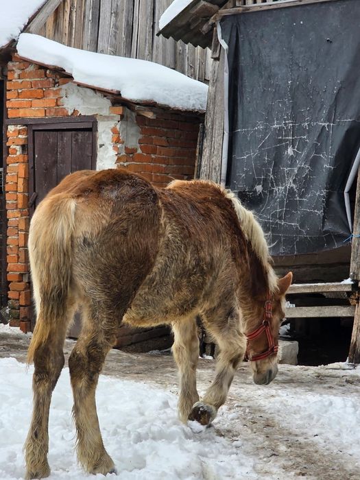 Mânji   8 luni  frumoși