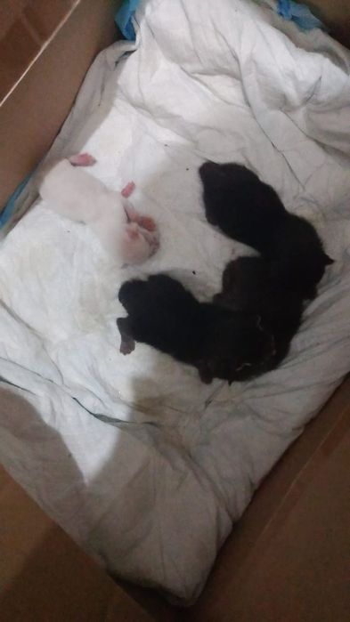 Бесплатно котята и кошка