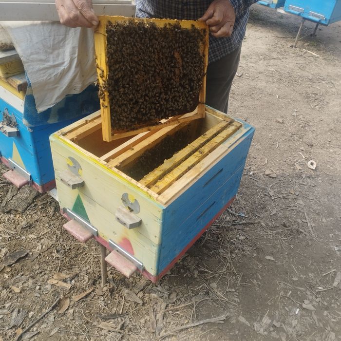 Asalari oilasi sotiladi