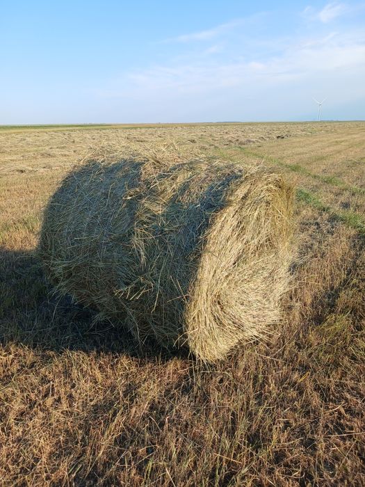 Продам сено в рулонах