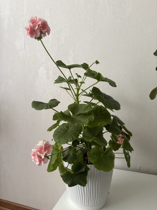 Продам герань цветущая