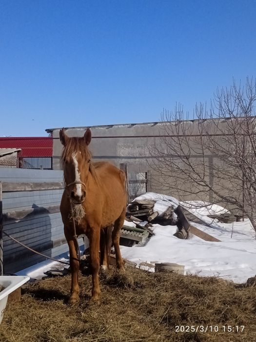 5 жасар биe сатылады
