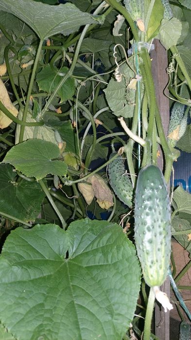 Продам огурчики 2500