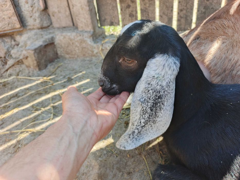 Capră de lapte Anglonubiană cu ieduțe