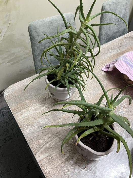 Продам алоэ вера в керамическом горшке