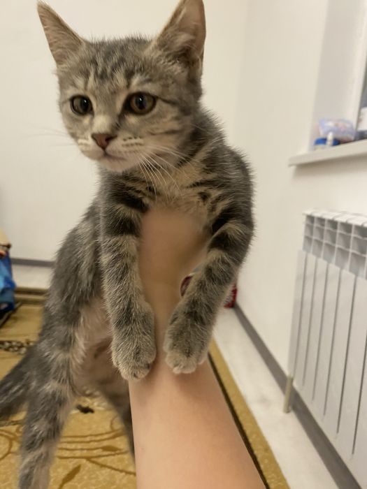 продается котенок