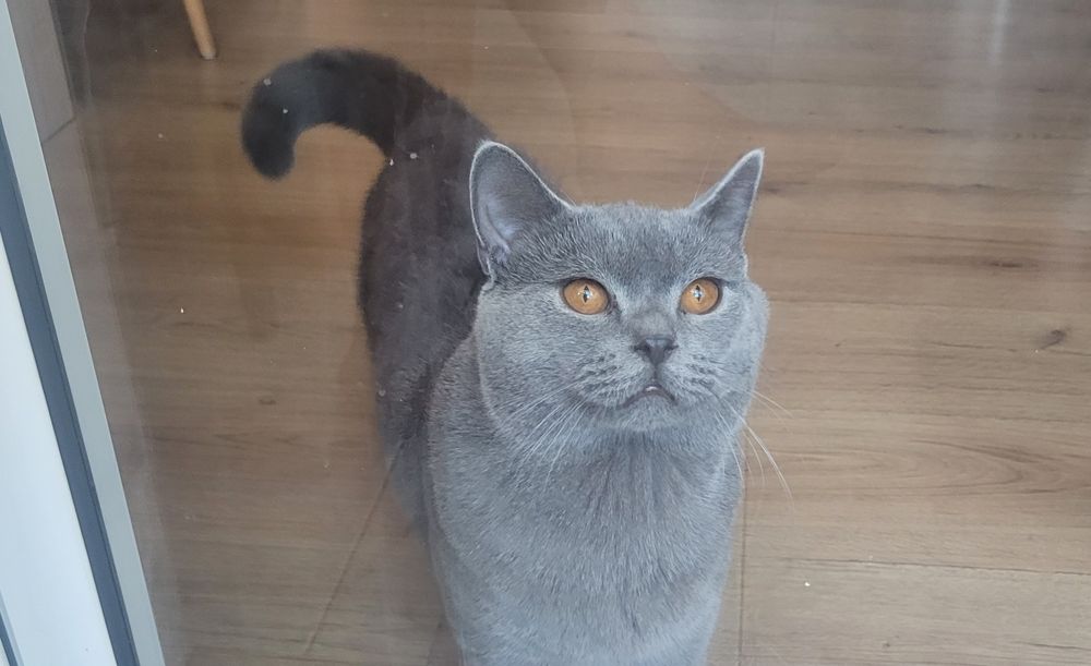 Британски котенца