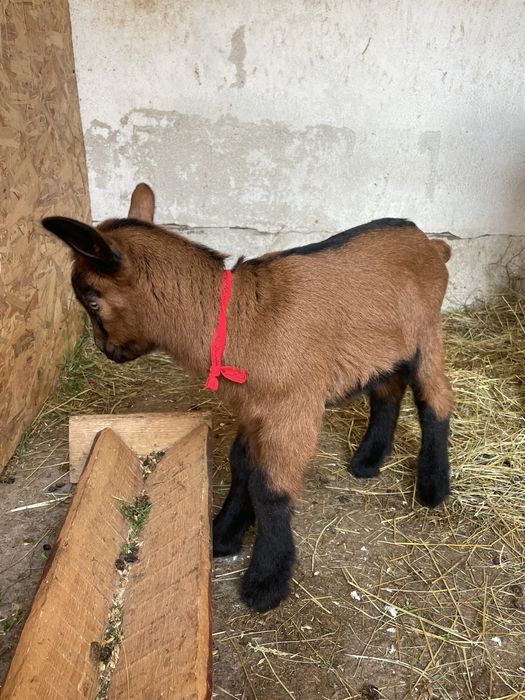 Alpina franceza cu ied